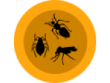 Ловушки для насекомых (46)